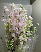 Load image into Gallery viewer, Delphinium grandiflorum 'Sakurahime' 80cm  350yen/pcs 40pcs
