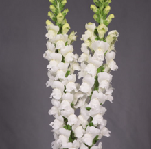 이미지를 갤러리 뷰어에 로드 , Antirrhinum majus　EX 100cm 275yen/pcs(FOB)  30pcs
