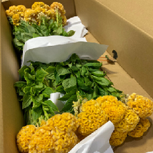 Load image into Gallery viewer, Celosia argentea  70cm 100pcs @110yen(FOB)
