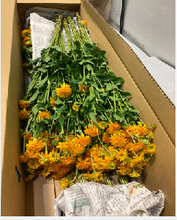 将图片加载到图库查看器，Heliopsis Sunburst 80cm 100yen(FOB)  100pcs
