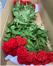 Load image into Gallery viewer, Celosia argentea  70cm 100pcs @110yen(FOB)
