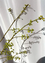 이미지를 갤러리 뷰어에 로드 , Litsea cubeba  110cm 50pcs 250yen/pcs(FOB)
