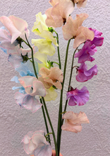 이미지를 갤러리 뷰어에 로드 , Lathryus odoraus (Dyed) 50cm 90yen/pcs(FOB)  400pcs
