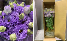 將圖片載入圖庫檢視器 Eustoma 70cm 375yen/pcs 80pcs
