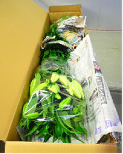 Load image into Gallery viewer, Lillum &quot;Casablanca&quot; Premium grande 100cm 7-9Flowers @1250yen/pcs(FOB) 10pcs
