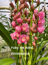 Load image into Gallery viewer, CNY/LNY2026 Pot Plant  Cymbidium  60cm-80cm  5stems 6600yen/pcs
