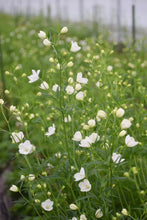 將圖片載入圖庫檢視器 Delphinium grandiflorum Spray 'Silky White' 80-90cm 340yen/pcs 60pcs

