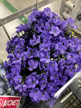 將圖片載入圖庫檢視器 Delphinium grandiflorum Spray 60cm 190yen/pcs 150pcs
