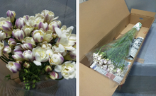 Load image into Gallery viewer, Freesia 50cm 95yen/pcs(FOB) 100pcs
