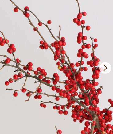 Ilex serrata 60cm 50pcs  @250yen(FOB)