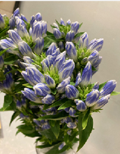 Load image into Gallery viewer, Gentiana scabra &#39;Pastelbell&#39;  70cm 4F 150yen/pcs 100pcs
