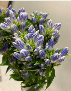 Gentiana scabra 'Pastelbell'  70cm 4F 150yen/pcs 100pcs