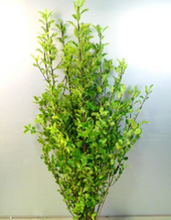 이미지를 갤러리 뷰어에 로드 , Pittosporum 80cm 250yen/pcs (FOB)  40pcs
