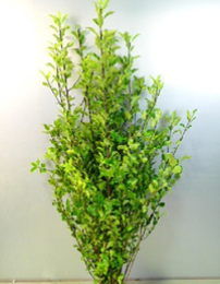 Pittosporum 80cm 250yen/pcs (FOB)  40pcs