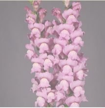 Load image into Gallery viewer, Antirrhinum majus　EX 100cm 275yen/pcs(FOB)  30pcs
