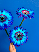 Load image into Gallery viewer, Gerbera Dyed 50cm 80pcs ＠190yen(FOB)/pcs
