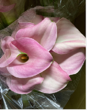 이미지를 갤러리 뷰어에 로드 , Zantedeschia 55cm  200yen/pcs(FOB)  120pcs
