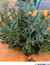 Load image into Gallery viewer, Cupressus arizonica &#39;Blue Bird&#39; 60cm 120pcs @250yen(FOB)
