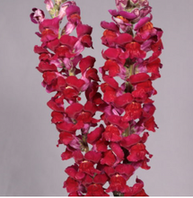 将图片加载到图库查看器，Antirrhinum majus　EX 100cm 275yen/pcs(FOB)  30pcs
