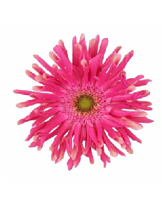 Gerbera Big form Hainan 50cm 180pcs @165yen(FOB)