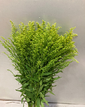 Load image into Gallery viewer, Solidago70cm 80pcs  @110yen(FOB)
