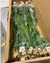Load image into Gallery viewer, Alstroemeria　70cm 200pcs @215yen(FOB)
