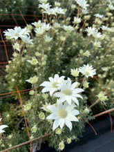 Load image into Gallery viewer, Actinotus helianthi (3F)40-60m  340yen/pcs(FOB)  100pcs
