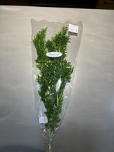 이미지를 갤러리 뷰어에 로드 , Preserved Ruscus Flesh Green 50-70cm   725yen(FOB)  3-4stems/pck
