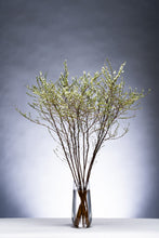 이미지를 갤러리 뷰어에 로드 , Spiraea thunbergii   90cm 190yen/pcs 100pcs
