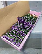 이미지를 갤러리 뷰어에 로드 , Gentiana scabra Pink 80cm @125yen(FOB)   100pcs
