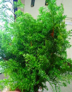 Chamaecyparis obtusa cv. Plumosa 70cm 225yen(FOB)/pcs  40pcs