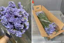 Load image into Gallery viewer, Limonium sinuatum  60cm 5-6Flowers  100pcs @150yen(FOB)
