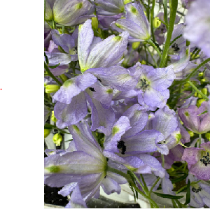 Delphinium grandiflorum Spray 'Fuji Light Purple' 80-90cm 315yen/pcs 60pc