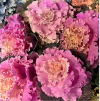 Load image into Gallery viewer, Brassica oleracea var. acephala　”Raffle Vanilla” Dyed 60cm  @225yen(FOB)  40pcs
