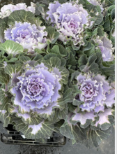 Load image into Gallery viewer, Brassica oleracea var. acephala　”Raffle Vanilla” Dyed 60cm  @225yen(FOB)  40pcs
