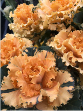 Load image into Gallery viewer, Brassica oleracea var. acephala　”Raffle Vanilla” Dyed 60cm  @225yen(FOB)  40pcs
