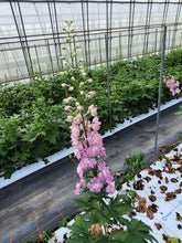 Load image into Gallery viewer, Delphinium grandiflorum 90cm 375yen/pcs 20pcs
