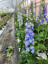 Load image into Gallery viewer, Delphinium grandiflorum 90cm 375yen/pcs 20pcs
