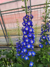 Load image into Gallery viewer, Delphinium grandiflorum 90cm 375yen/pcs 20pcs

