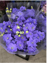 將圖片載入圖庫檢視器 Delphinium grandiflorum Spray 70cm 225yen/pcs 80pcs
