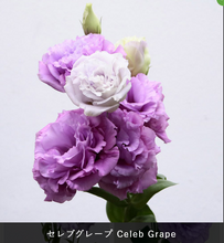 將圖片載入圖庫檢視器 Eustoma 70cm 375yen/pcs 80pcs
