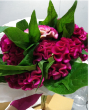 이미지를 갤러리 뷰어에 로드 , Celosia argentea 80cm 190yen/pcs(FOB) 50pcs
