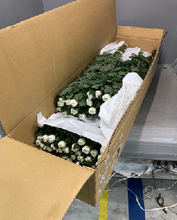 Load image into Gallery viewer, Chrysanthemum morifolium Ringiku   90cm 100pcs 115@yen(FOB)

