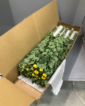 Load image into Gallery viewer, Chrysanthemum morifolium Ringiku   90cm 100pcs 115@yen(FOB)
