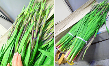 이미지를 갤러리 뷰어에 로드 , Gladiolus  Purple 100cm 150yen/pcs(FOB)   100pcs/box
