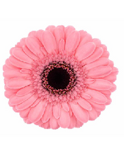 Load image into Gallery viewer, Gerbera form Hainan 50cm 300pcs @100yen(FOB)
