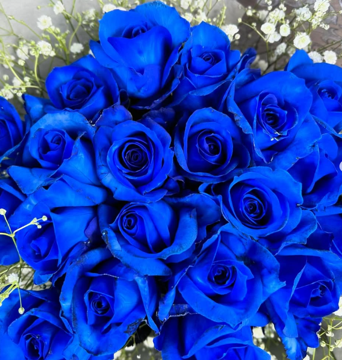 Rosa Avalanche　Royal Blue 60-70cm  @250yen/pcs(FOB) 40pcs/box