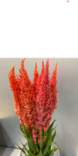 Load image into Gallery viewer, Celosia argentea var. plumosa 70cm 100pcs @115yen(FOB)
