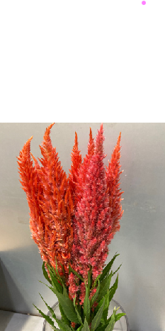 Celosia argentea var. plumosa 70cm 100pcs @115yen(FOB)