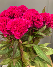 Load image into Gallery viewer, Celosia argentea  70cm 100pcs @110yen(FOB)
